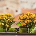 Il Palchetto Di Charme E Design Bed & Breakfast 4*